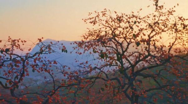 爱优配 潍坊青州：柿子山楂成熟 山野遍地藏金秋